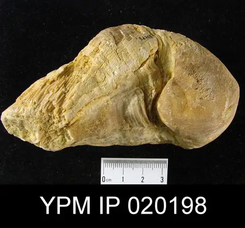 Dokumentasi YPM IP 020198 dengan identifikasi pada sumber Coralliochama orcutti. Isi dan label gambar dipertahankan.