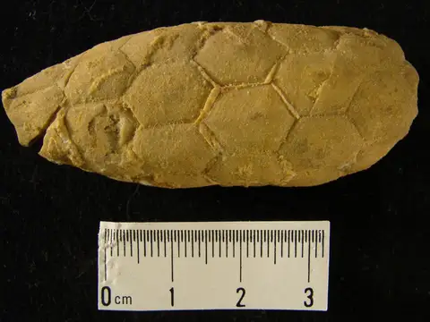 Dokumentasi YPM IP 019175 dengan identifikasi pada sumber Holocystites cylindricus. Isi dan label gambar dipertahankan.