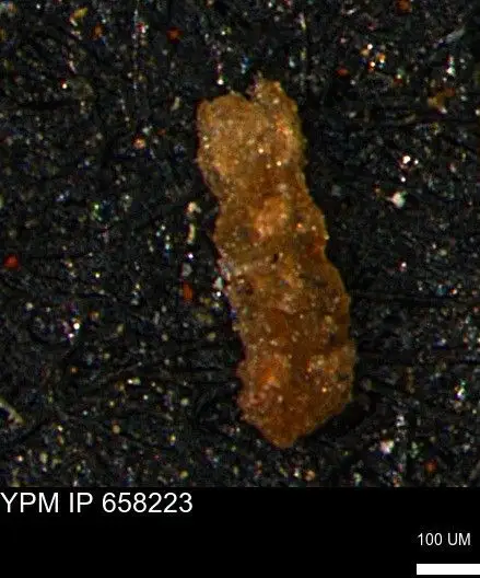 Dokumentasi YPM IP 658223 dengan identifikasi pada sumber Ammobaculites subcretaceus. Isi dan label gambar dipertahankan.