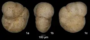 Dokumentasi USNM PAL376017 dengan identifikasi pada sumber Anomalina ammonoides. Isi dan label gambar dipertahankan.