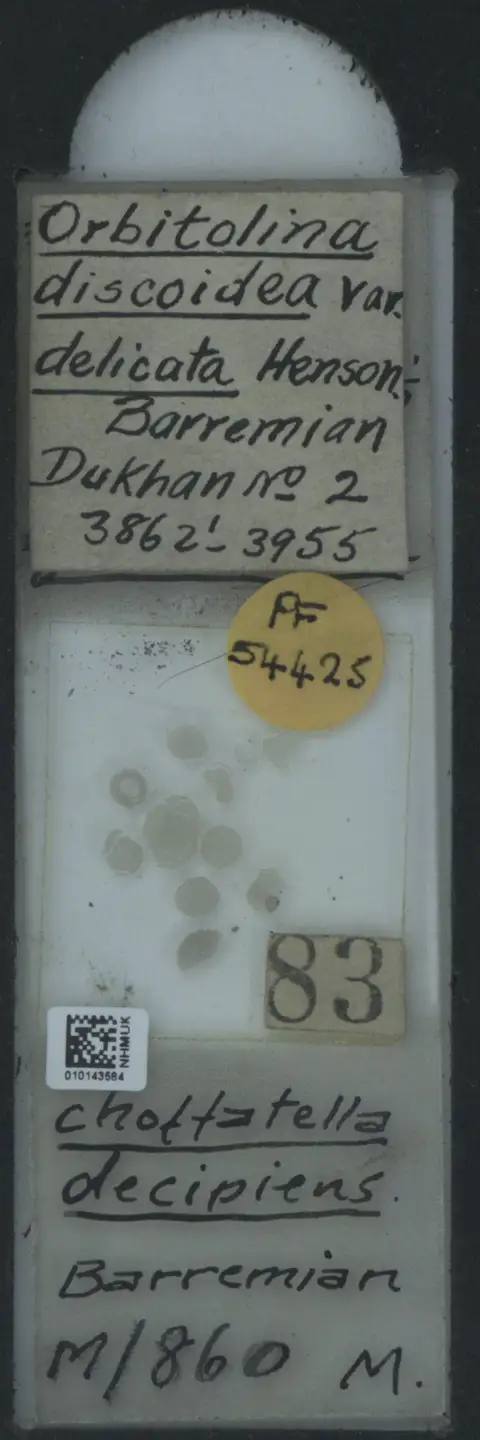 Dokumentasi PM PF 54425 dengan identifikasi pada sumber Choffatella decipiens. Isi dan label gambar dipertahankan.