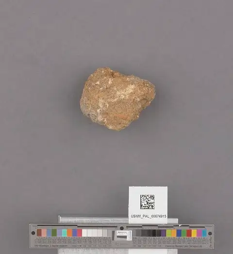 Dokumentasi USNM PAL674915 dengan identifikasi pada sumber Turritella buwaldana. Isi dan label gambar dipertahankan.