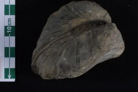 Dokumentasi P 99782 dengan identifikasi pada sumber Hippopodium ponderosum. Isi dan label gambar dipertahankan.