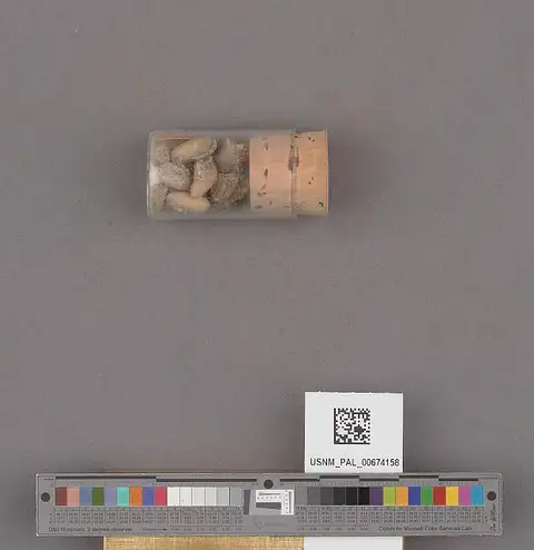 Dokumentasi USNM PAL674158 dengan identifikasi pada sumber Cylichnina tantilla. Isi dan label gambar dipertahankan.