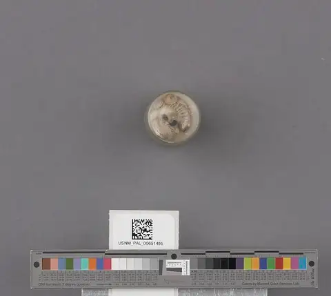 Dokumentasi USNM PAL651495 dengan identifikasi pada sumber Calyptraea filosa. Isi dan label gambar dipertahankan.