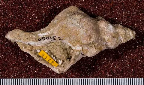 Dokumentasi USNM MO650152 dengan identifikasi pada sumber Kelletia posoensis. Isi dan label gambar dipertahankan.