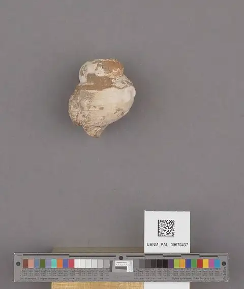 Dokumentasi USNM PAL670437 dengan identifikasi pada sumber Priscofusus geniculus. Isi dan label gambar dipertahankan.