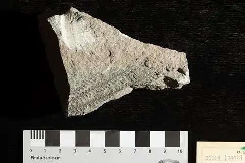 Dokumentasi USNM P30904 dengan identifikasi pada sumber Asterocarpus platyrachis. Isi dan label gambar dipertahankan.
