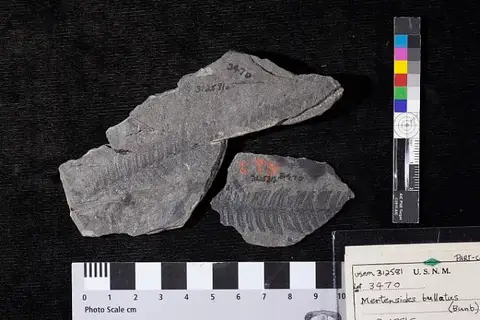 Dokumentasi USNM PAL312581 dengan identifikasi pada sumber Mertensides bullatus. Isi dan label gambar dipertahankan.