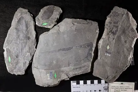 Dokumentasi USNM P30888 dengan identifikasi pada sumber Macrotaeniopteris magnifolia. Isi dan label gambar dipertahankan.