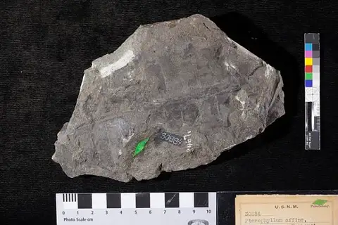 Dokumentasi USNM P30884 dengan identifikasi pada sumber Pterophyllum affine. Isi dan label gambar dipertahankan.