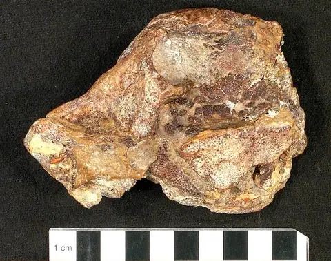 Dokumentasi USNM V18391 dengan identifikasi pada sumber Micropycnodon gaynaisensis. Isi dan label gambar dipertahankan.