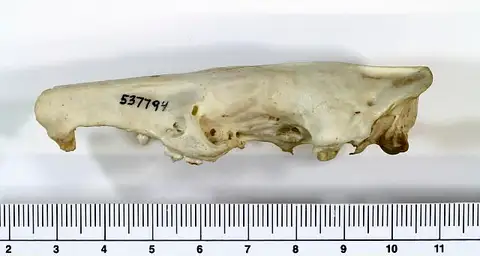 Dokumentasi USNM PAL537794 dengan identifikasi pada sumber Solenodon paradoxus. Isi dan label gambar dipertahankan.