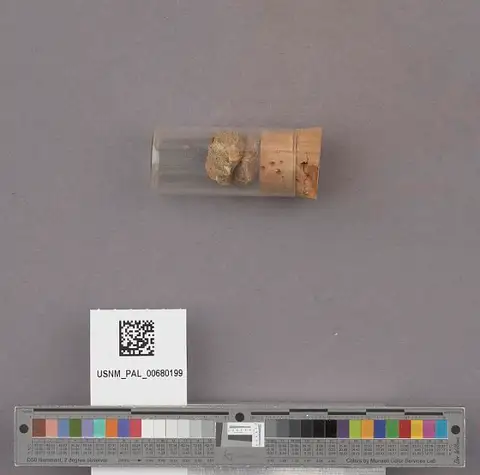 Dokumentasi USNM PAL680199 dengan identifikasi pada sumber Conus remondii. Isi dan label gambar dipertahankan.