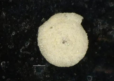 Dokumentasi USNM MO689923 dengan identifikasi pada sumber Ammodiscus incertus. Isi dan label gambar dipertahankan.