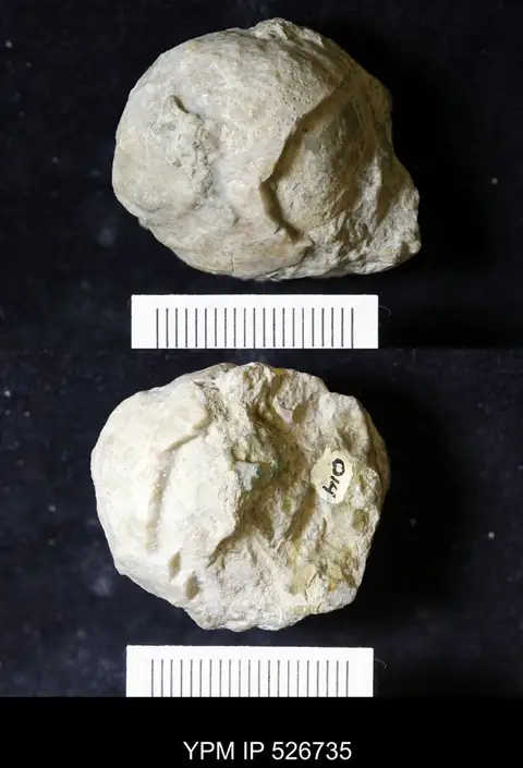Dokumentasi YPM IP 526735 dengan identifikasi pada sumber Holocystites subglobosus. Isi dan label gambar dipertahankan.