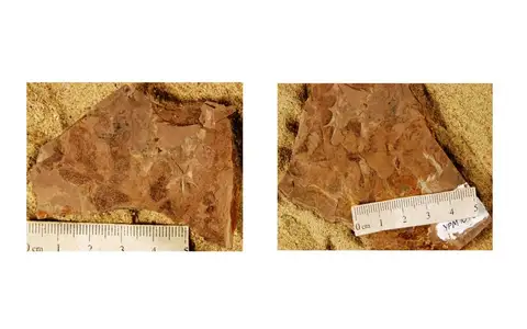 Dokumentasi YPM PB 001048 dengan identifikasi pada sumber Dicroidium odontopteroides. Isi dan label gambar dipertahankan.