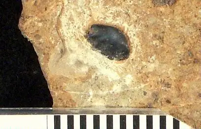 Dokumentasi USNM V13812 dengan identifikasi pada sumber Conchodus parvulus. Isi dan label gambar dipertahankan.