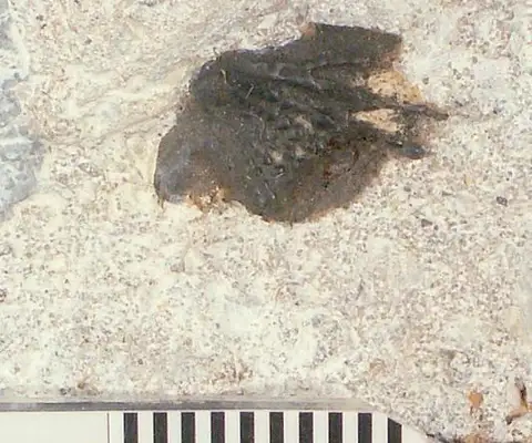 Dokumentasi USNM V13811 dengan identifikasi pada sumber Dipterus johnsoni. Isi dan label gambar dipertahankan.