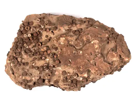 Dokumentasi P 113354 dengan identifikasi pada sumber Cymbionites craticula. Isi dan label gambar dipertahankan.