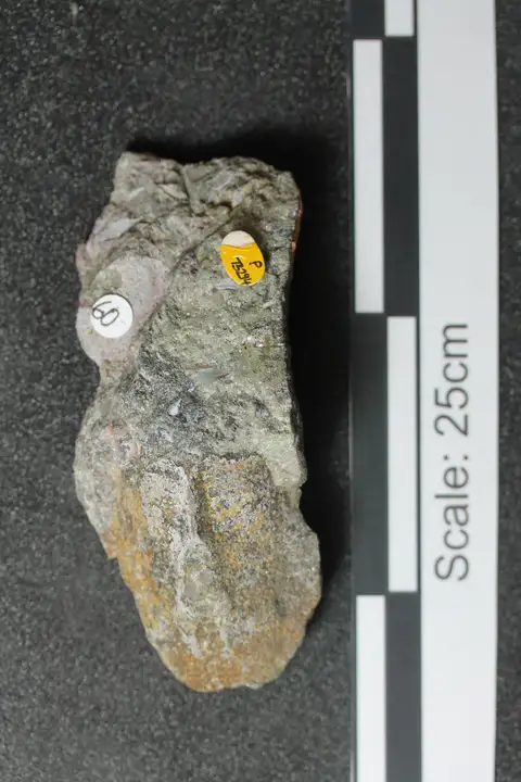 Dokumentasi PV P 73294 dengan identifikasi pada sumber Pteraspis rostrata. Isi dan label gambar dipertahankan.