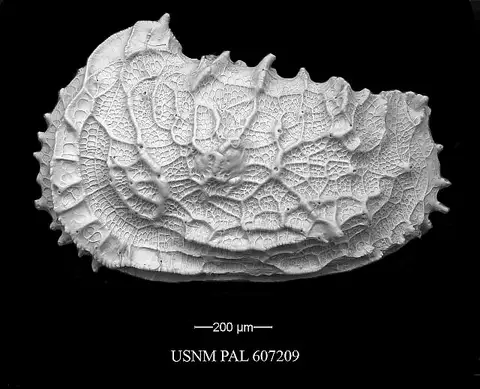 Dokumentasi USNM PAL607209 dengan identifikasi pada sumber Abyssocythere atlantica. Isi dan label gambar dipertahankan.
