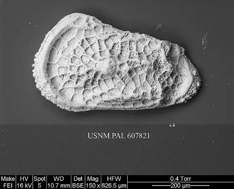 Dokumentasi USNM PAL607821 dengan identifikasi pada sumber Trachyleberidea elegans. Isi dan label gambar dipertahankan.