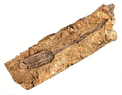 Dokumentasi P 10655 dengan identifikasi pada sumber Encrinus liliiformis. Isi dan label gambar dipertahankan.
