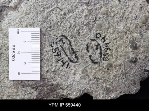 Dokumentasi YPM IP 559440 dengan identifikasi pada sumber Diploclema sparsum. Isi dan label gambar dipertahankan.
