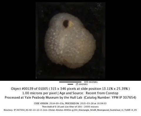Dokumentasi YPM IP 730937 dengan identifikasi pada sumber Globigerinoides elongatus. Isi dan label gambar dipertahankan.