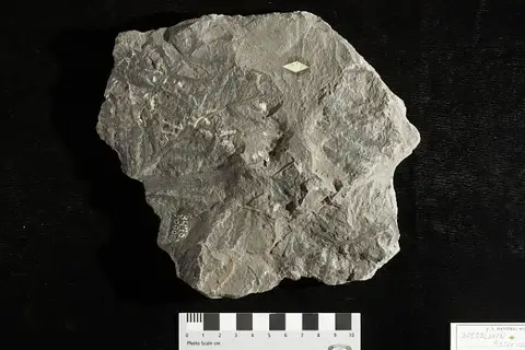 Dokumentasi USNM P30905 dengan identifikasi pada sumber Asterocarpus virginiensis. Isi dan label gambar dipertahankan.