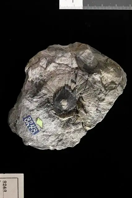 Dokumentasi USNM P8248 dengan identifikasi pada sumber Lepacyclotes circularis. Isi dan label gambar dipertahankan.