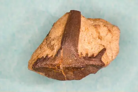 Dokumentasi USNM V13961 dengan identifikasi pada sumber Cladodus alternatus. Isi dan label gambar dipertahankan.