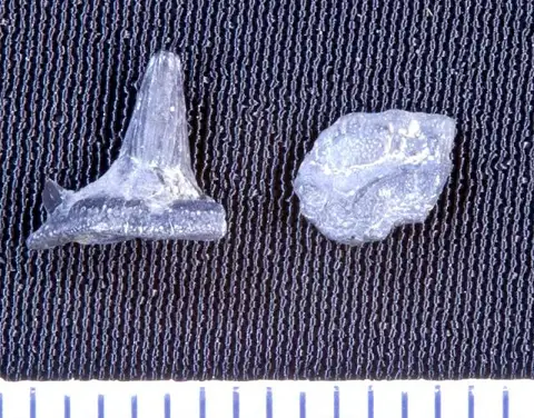 Dokumentasi USNM V13115 dengan identifikasi pada sumber Cladodus euglypheus. Isi dan label gambar dipertahankan.