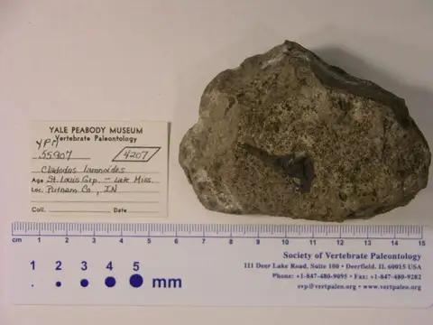 Dokumentasi YPM VP 055907 dengan identifikasi pada sumber Cladodus lamnoides. Isi dan label gambar dipertahankan.