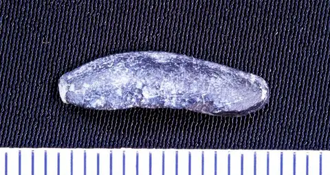 Dokumentasi USNM V13159 dengan identifikasi pada sumber Tanaodus praenuntius. Isi dan label gambar dipertahankan.