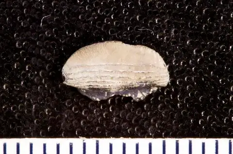 Dokumentasi USNM V13160 dengan identifikasi pada sumber Tanaodus pumilis. Isi dan label gambar dipertahankan.