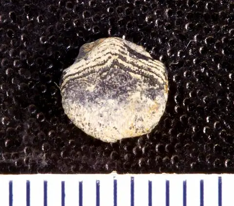 Dokumentasi USNM V13157 dengan identifikasi pada sumber Tanaodus sculptus. Isi dan label gambar dipertahankan.