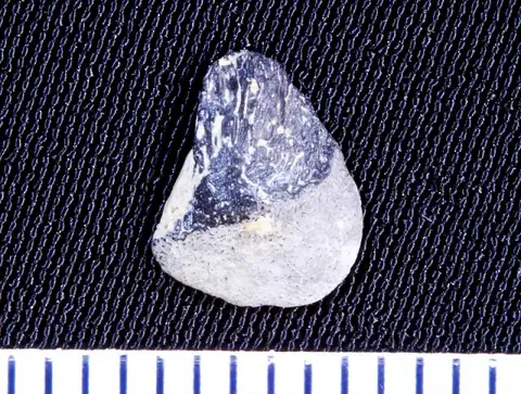 Dokumentasi USNM V13179 dengan identifikasi pada sumber Petalorhynchus distortus. Isi dan label gambar dipertahankan.