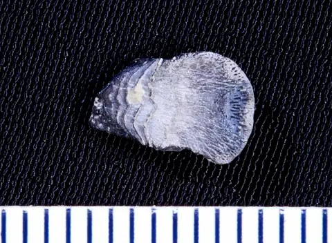 Dokumentasi USNM V13178 dengan identifikasi pada sumber Petalorhynchus pseudosagittatus. Isi dan label gambar dipertahankan.