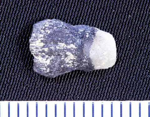 Dokumentasi USNM V13177 dengan identifikasi pada sumber Petalorhynchus spatulatus. Isi dan label gambar dipertahankan.