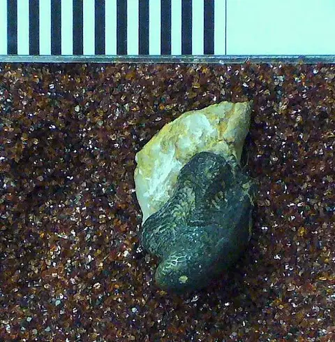 Dokumentasi USNM V13221 dengan identifikasi pada sumber Chomatodus comptus. Isi dan label gambar dipertahankan.