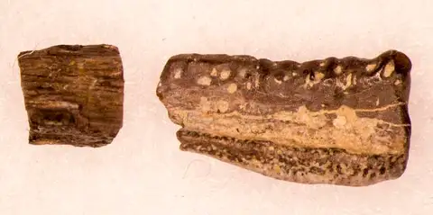 Dokumentasi USNM V13188 dengan identifikasi pada sumber Chomatodus inconstans. Isi dan label gambar dipertahankan.