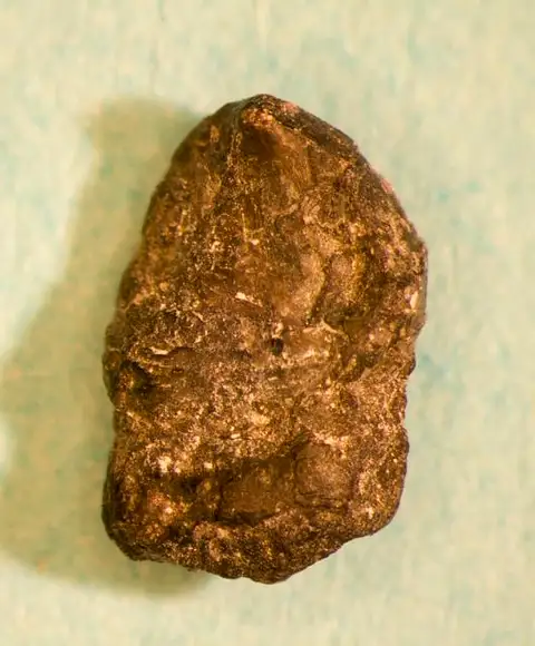 Dokumentasi USNM V13219 dengan identifikasi pada sumber Calopodus apicalis. Isi dan label gambar dipertahankan.