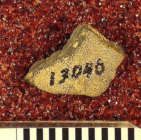 Dokumentasi USNM V13040 dengan identifikasi pada sumber Psammodus caelatus. Isi dan label gambar dipertahankan.