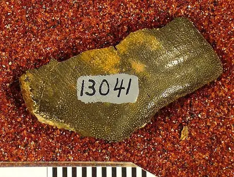 Dokumentasi USNM V13041 dengan identifikasi pada sumber Psammodus glyptus. Isi dan label gambar dipertahankan.