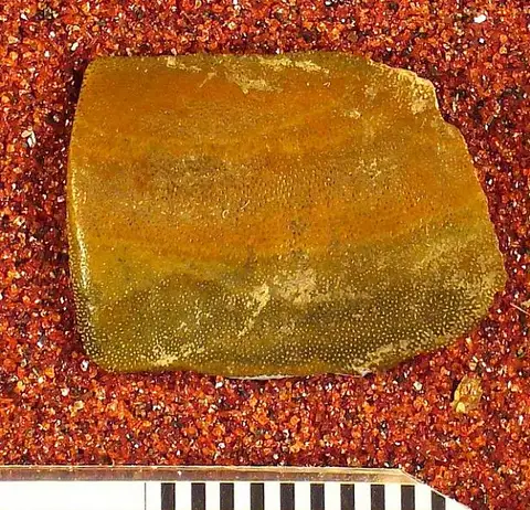 Dokumentasi USNM V13044 dengan identifikasi pada sumber Psammodus grandis. Isi dan label gambar dipertahankan.