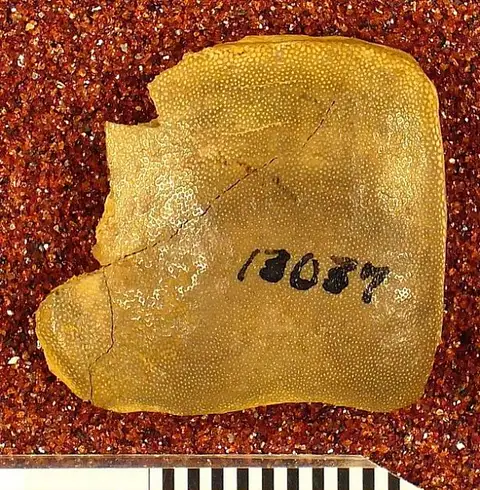 Dokumentasi USNM V13037 dengan identifikasi pada sumber Psammodus lovianus. Isi dan label gambar dipertahankan.