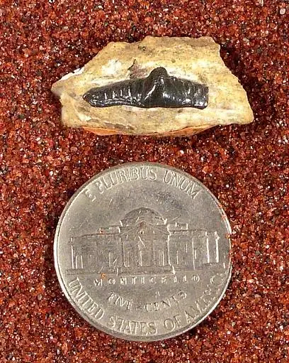 Dokumentasi USNM V13198 dengan identifikasi pada sumber Venustodus robustus. Isi dan label gambar dipertahankan.