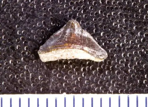 Dokumentasi USNM V13208 dengan identifikasi pada sumber Venustodus tenuicristatus. Isi dan label gambar dipertahankan.